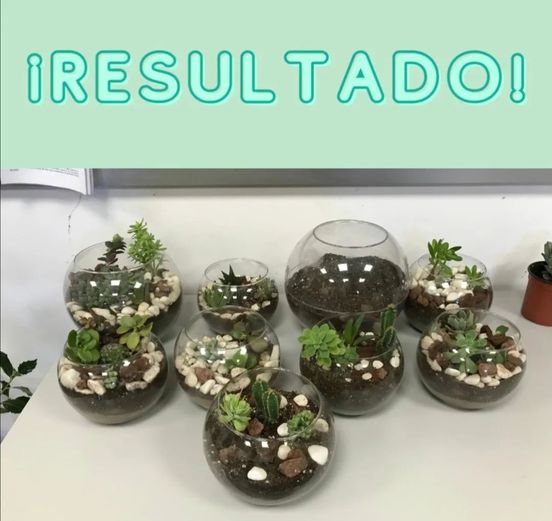 resultado terrario